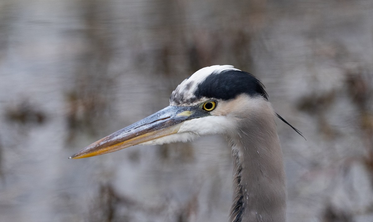 Great Blue Heron - ML646456512