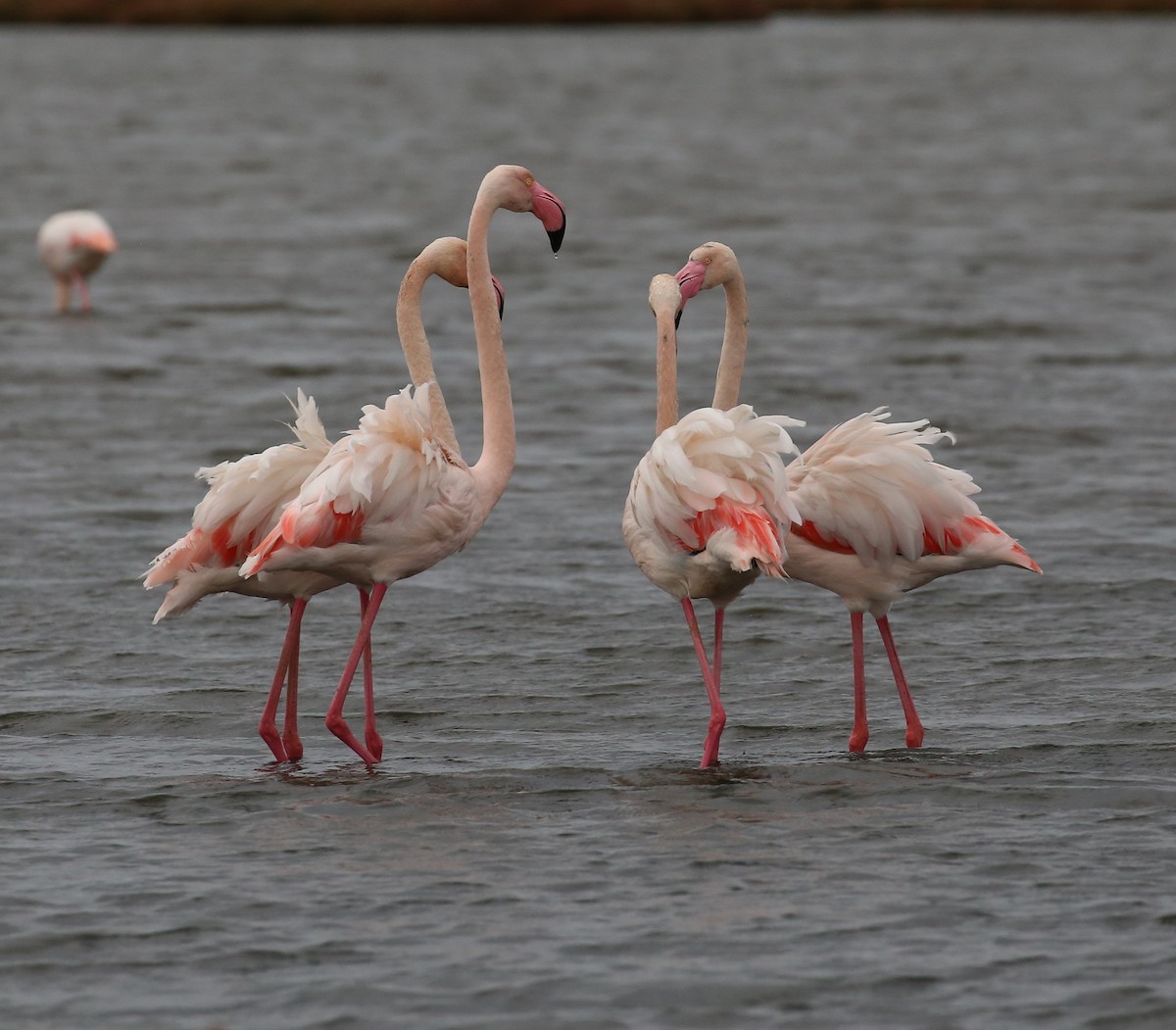 Greater Flamingo - ML646456513