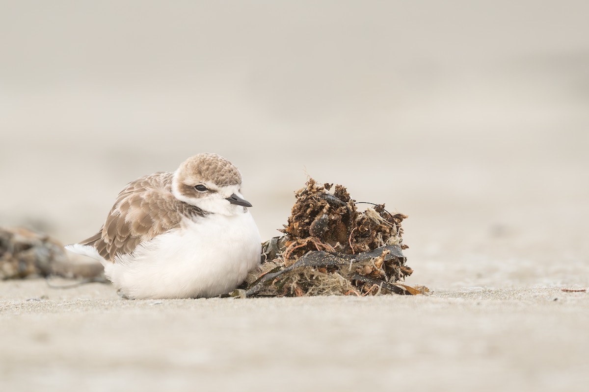 Snowy Plover - ML646456516