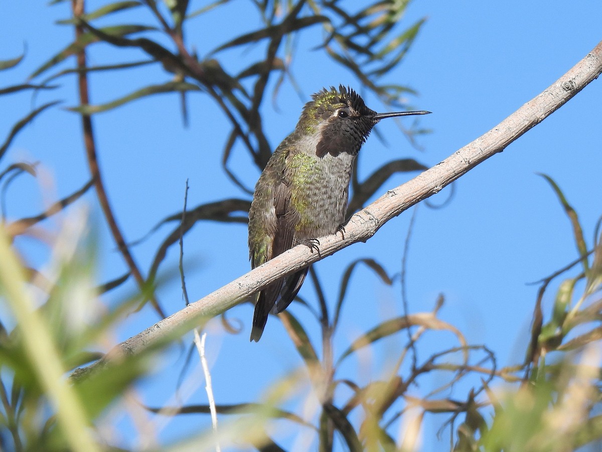 アンナハチドリ - ML646456518