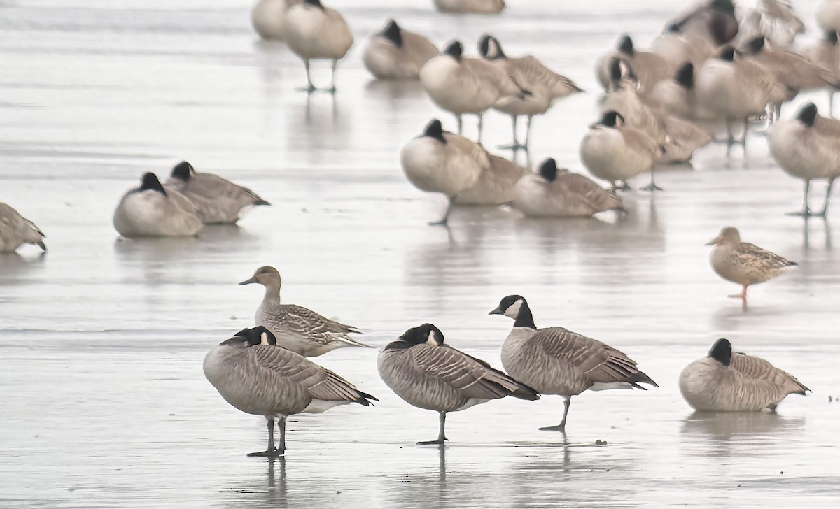 Cackling Goose (Richardson's) - ML646456519