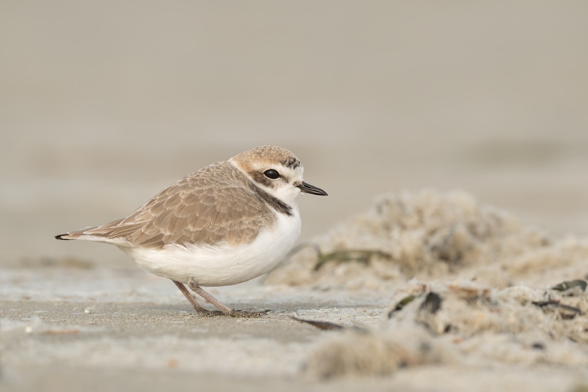 Snowy Plover - ML646456520