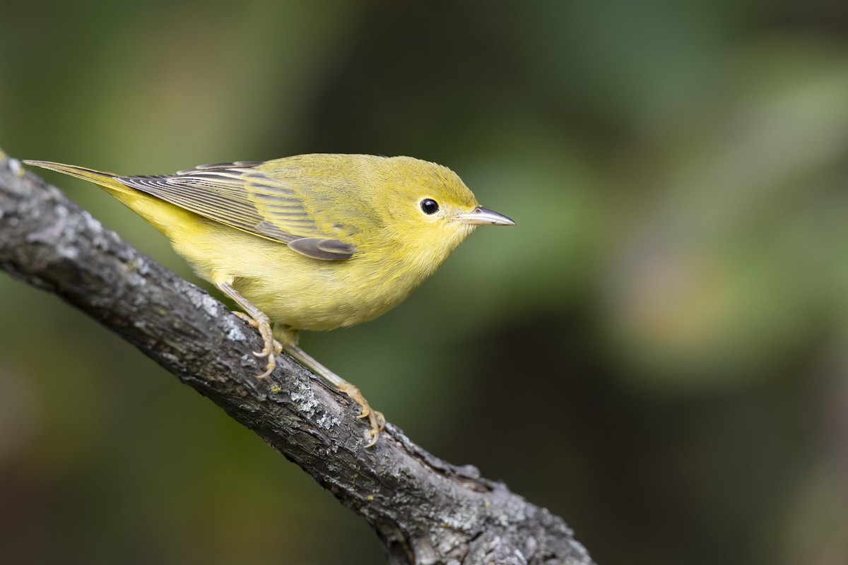 Northern Yellow Warbler - ML646456522