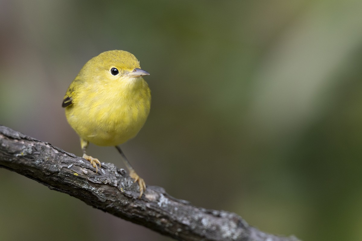 Northern Yellow Warbler - ML646456523
