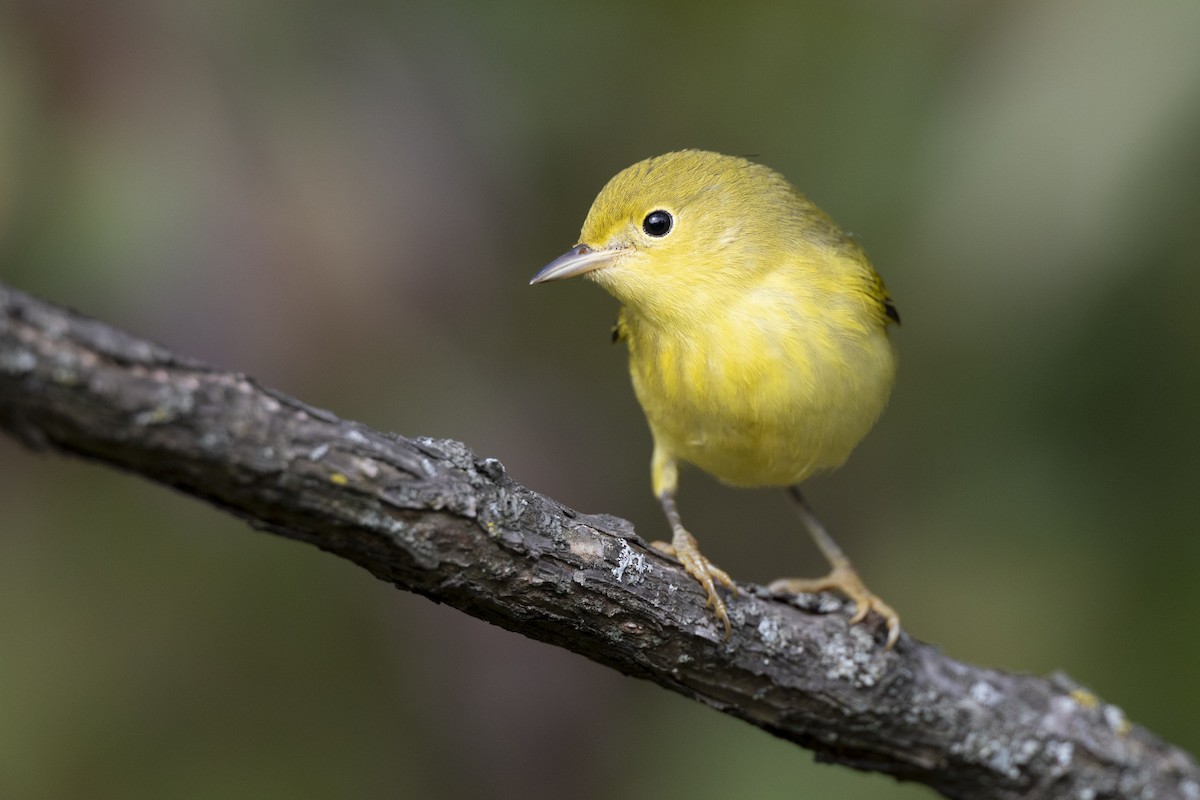 Northern Yellow Warbler - ML646456524