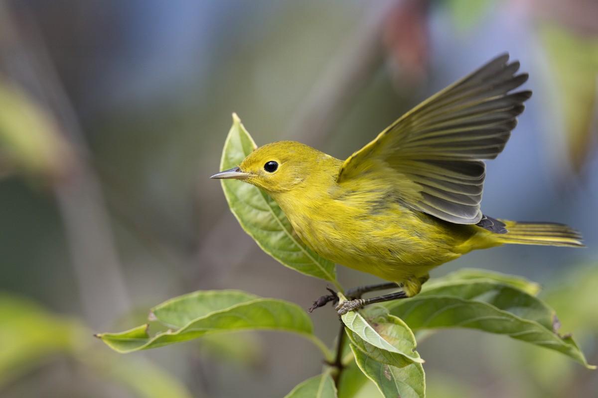 Northern Yellow Warbler - ML646456525