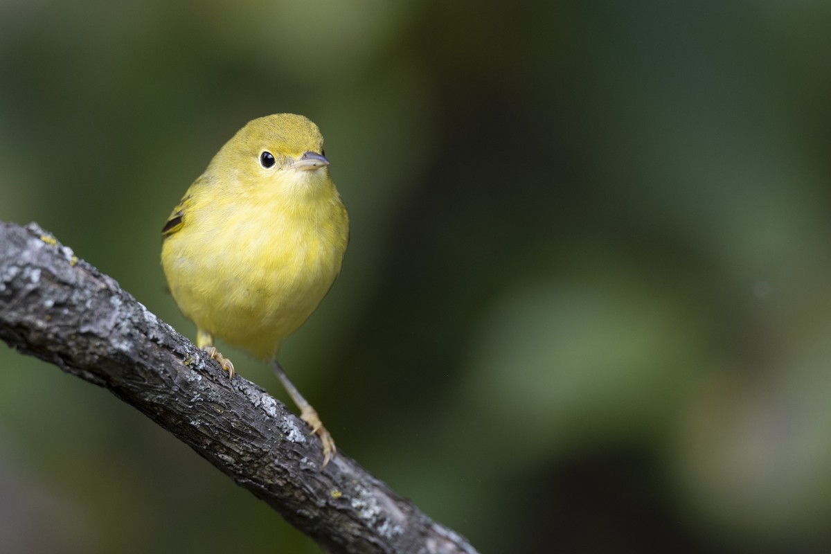 Northern Yellow Warbler - ML646456526