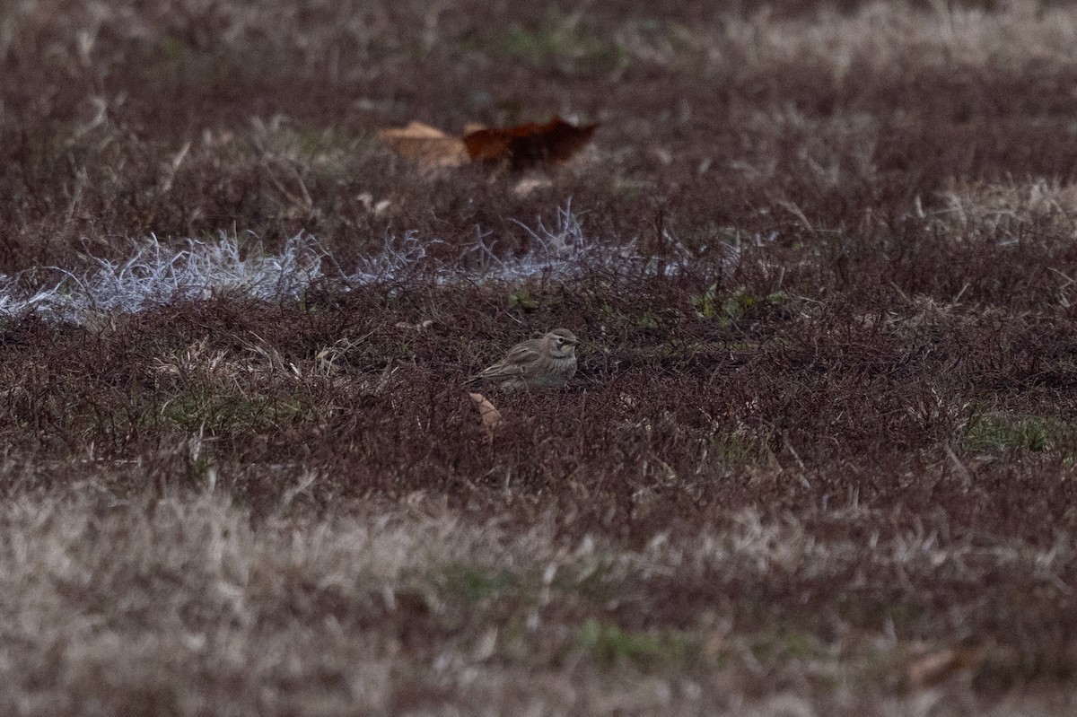 Horned Lark - ML646456527