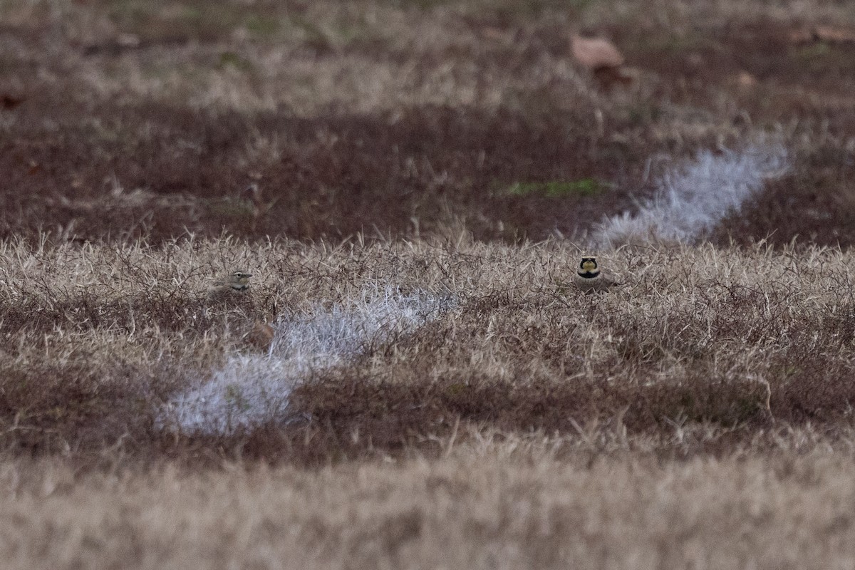 Horned Lark - ML646456529