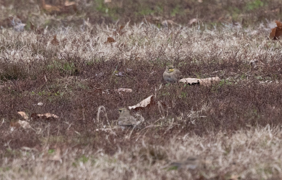 Horned Lark - ML646456530