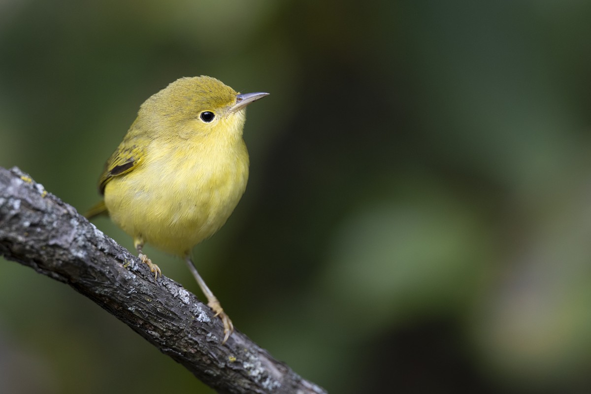 Northern Yellow Warbler - ML646456531