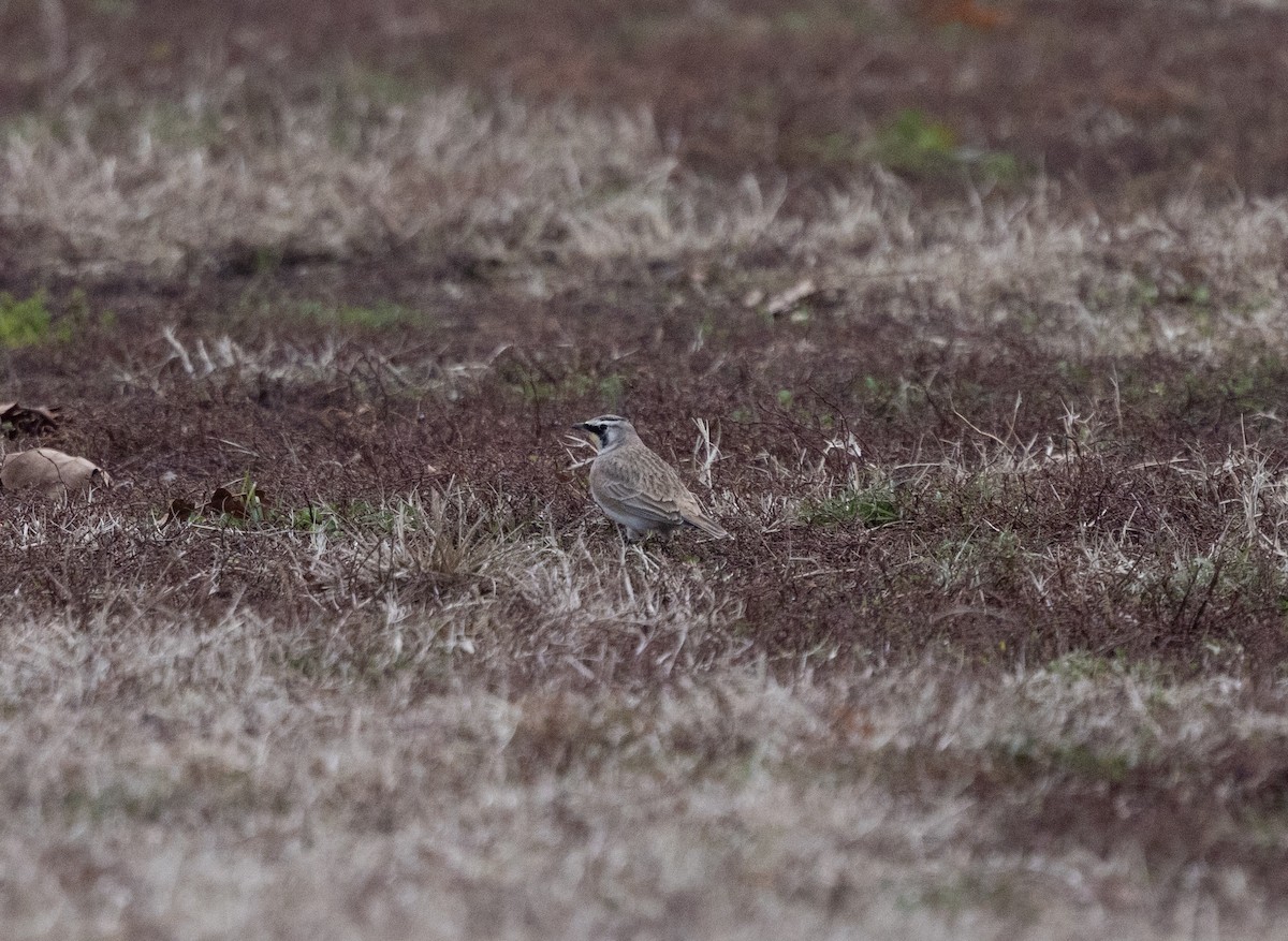 Horned Lark - ML646456532