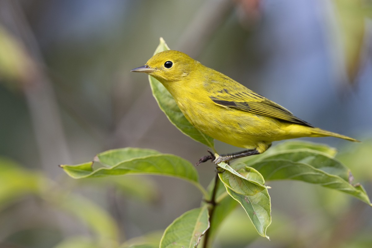 Northern Yellow Warbler - ML646456533