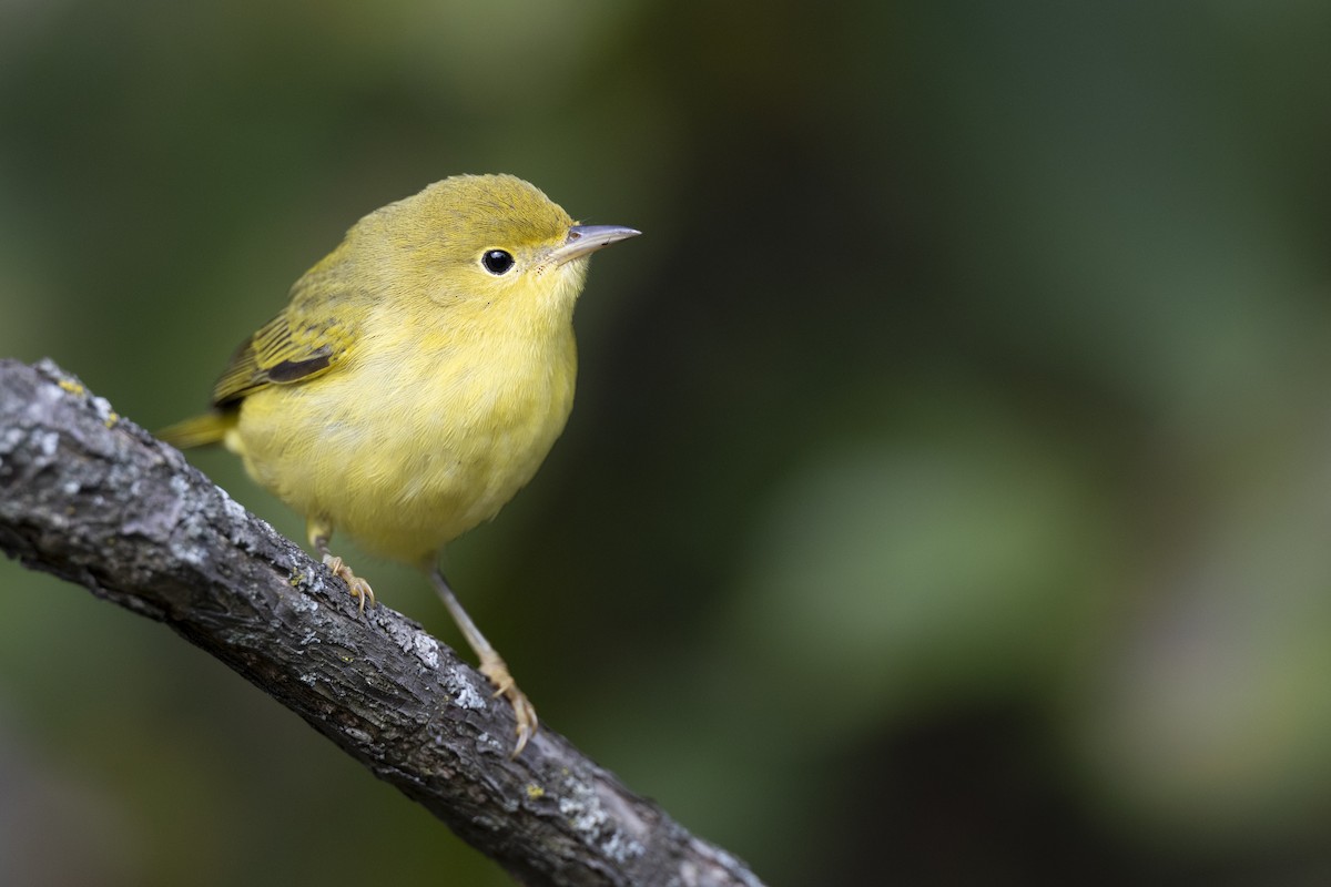 Northern Yellow Warbler - ML646456534