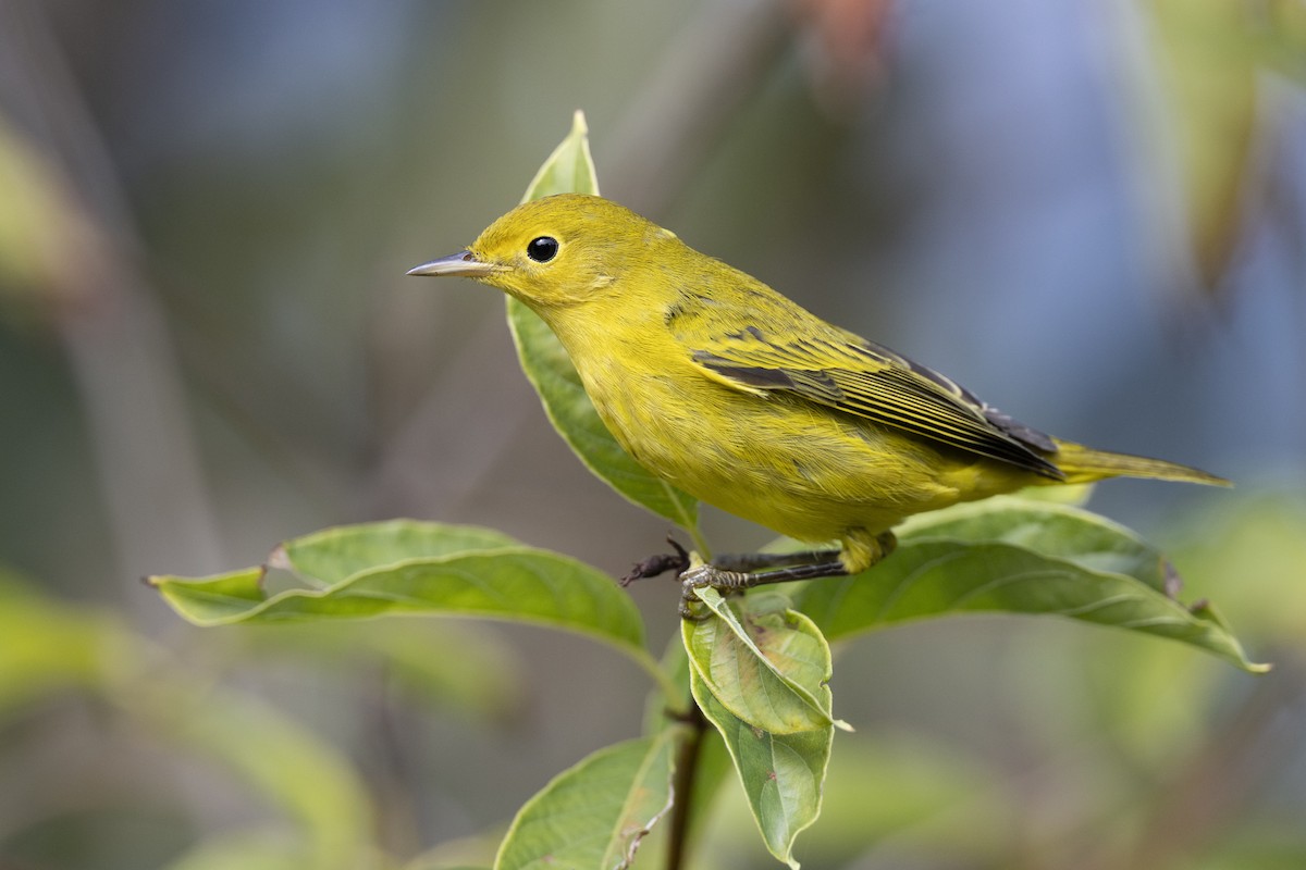 Northern Yellow Warbler - ML646456535