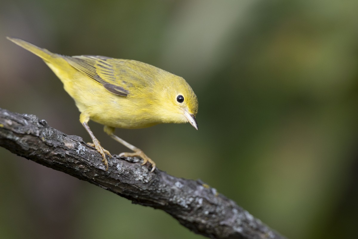 Northern Yellow Warbler - ML646456536