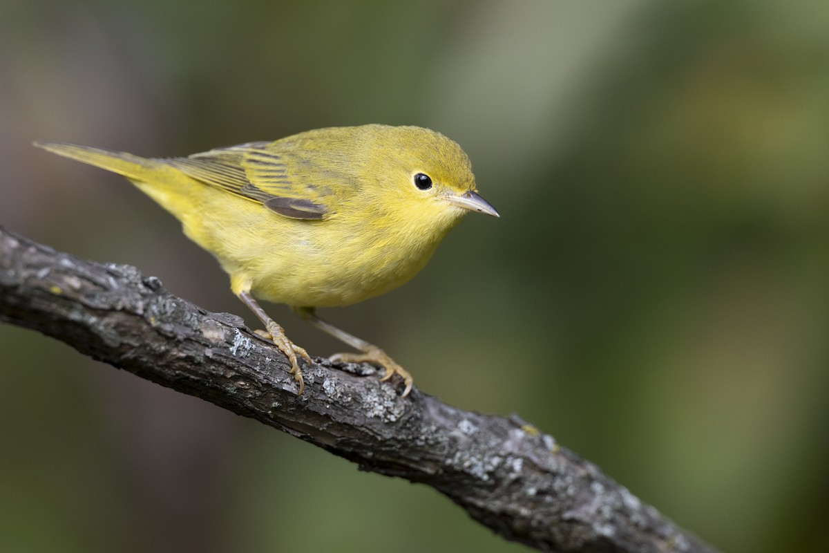 Northern Yellow Warbler - ML646456537