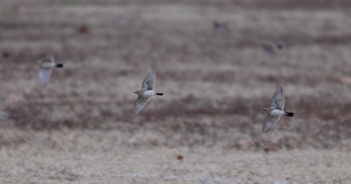 Horned Lark - ML646456538