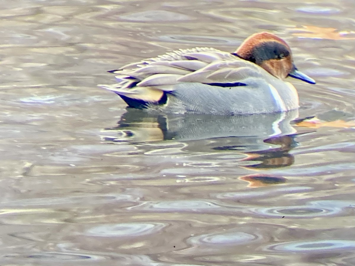 Green-winged Teal (American) - ML646456548