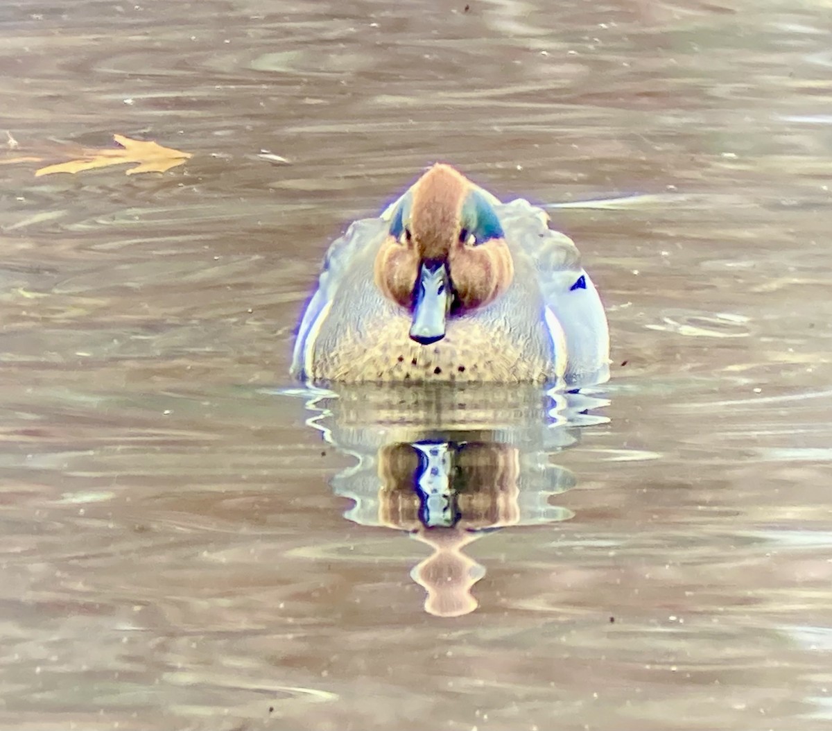 Green-winged Teal (American) - ML646456549