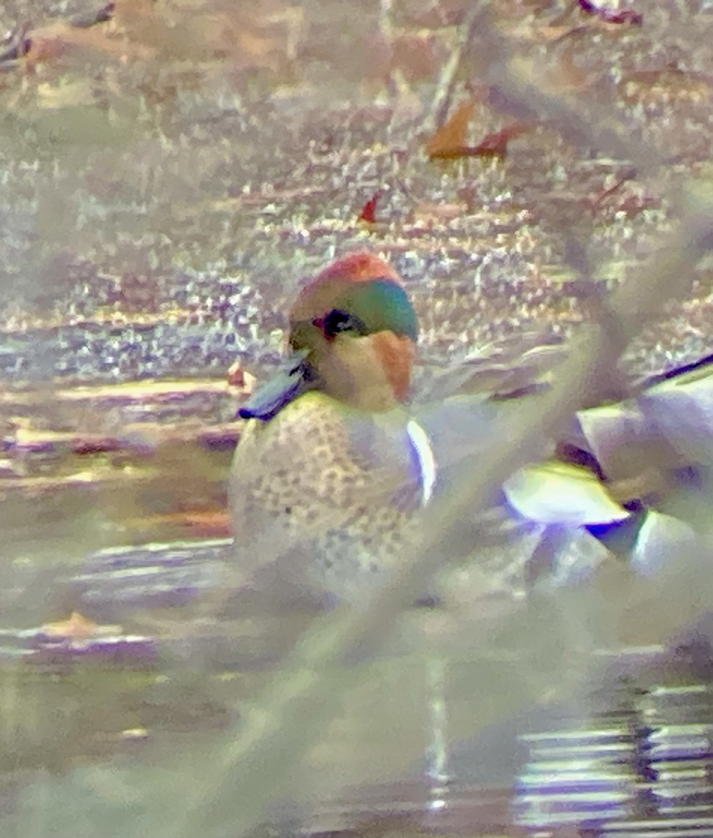 Green-winged Teal (American) - ML646456550