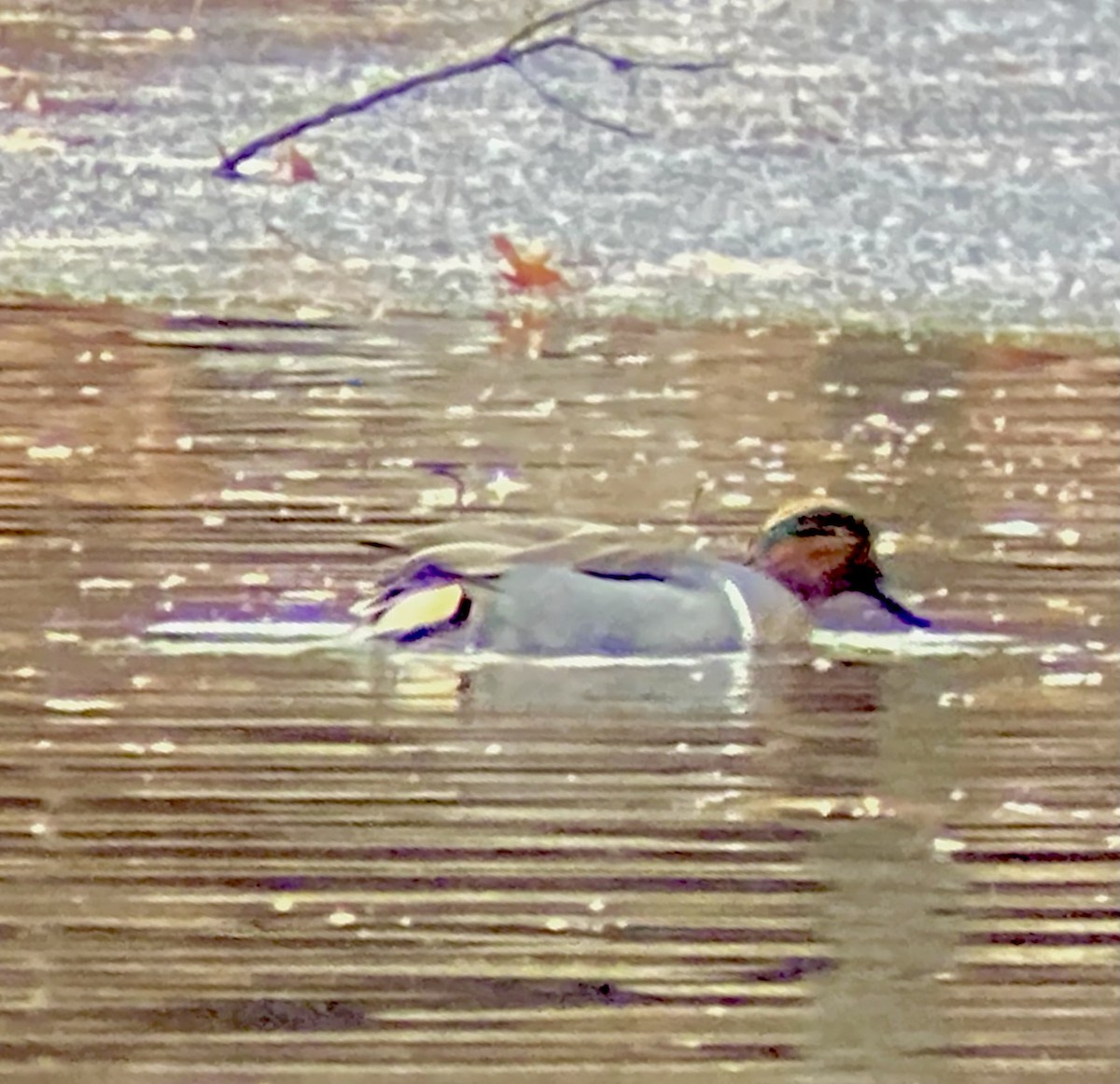 Green-winged Teal (American) - ML646456551