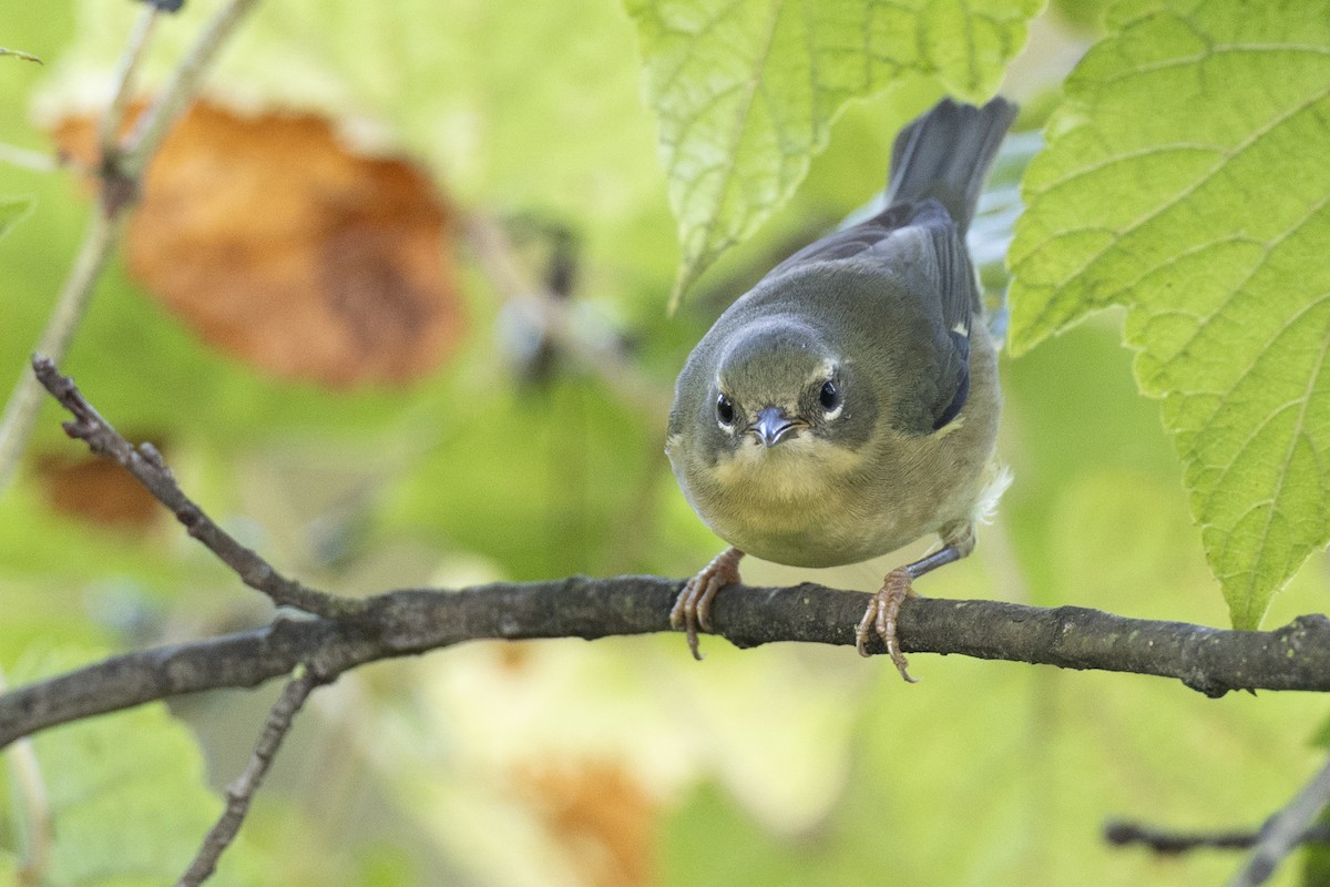Black-throated Blue Warbler - ML646456554