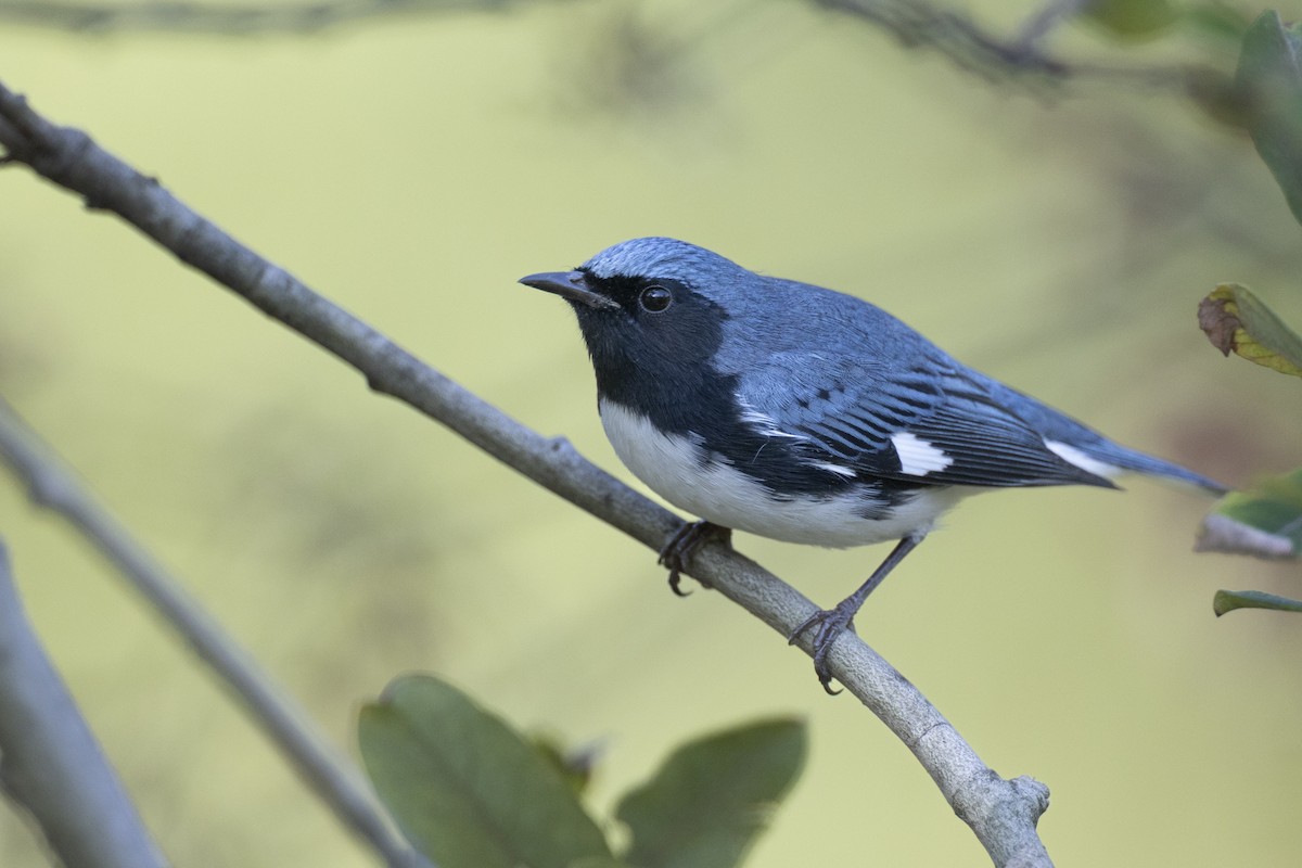 Black-throated Blue Warbler - ML646456555