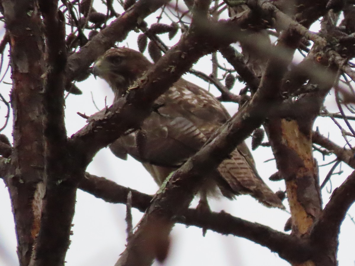 Red-tailed Hawk - ML646456561