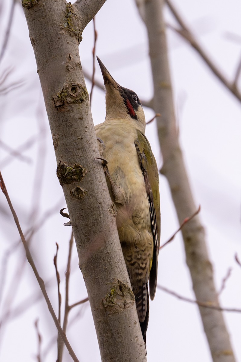 נקר ירוק - ML646456565