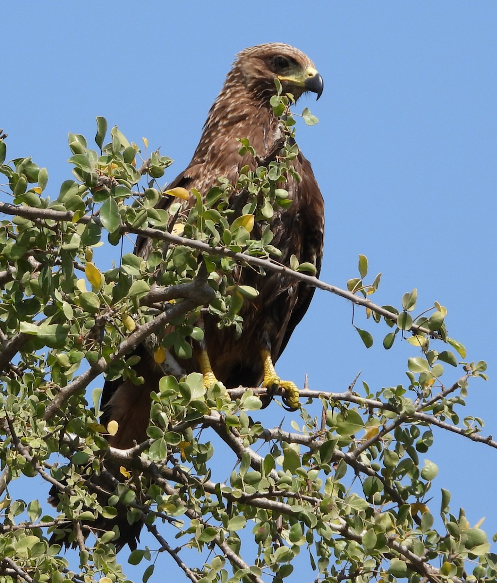 Black Kite - ML646456566