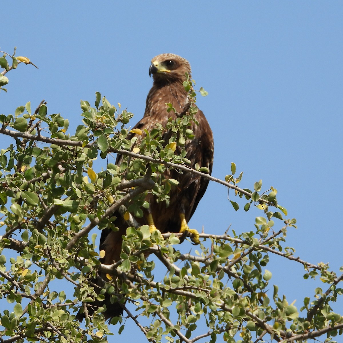 Black Kite - ML646456567