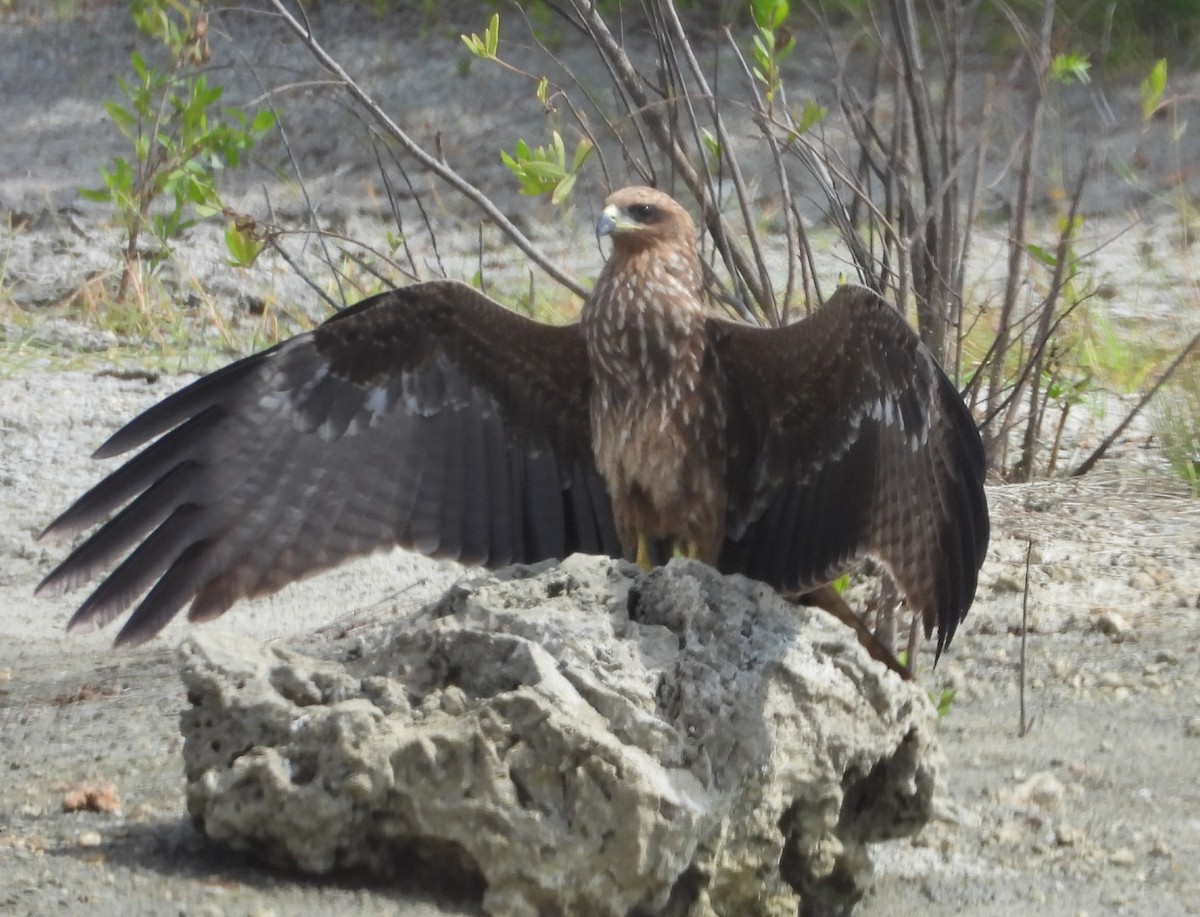 Black Kite - ML646456568