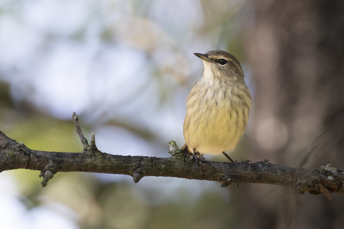 Palm Warbler (Western) - ML646456569