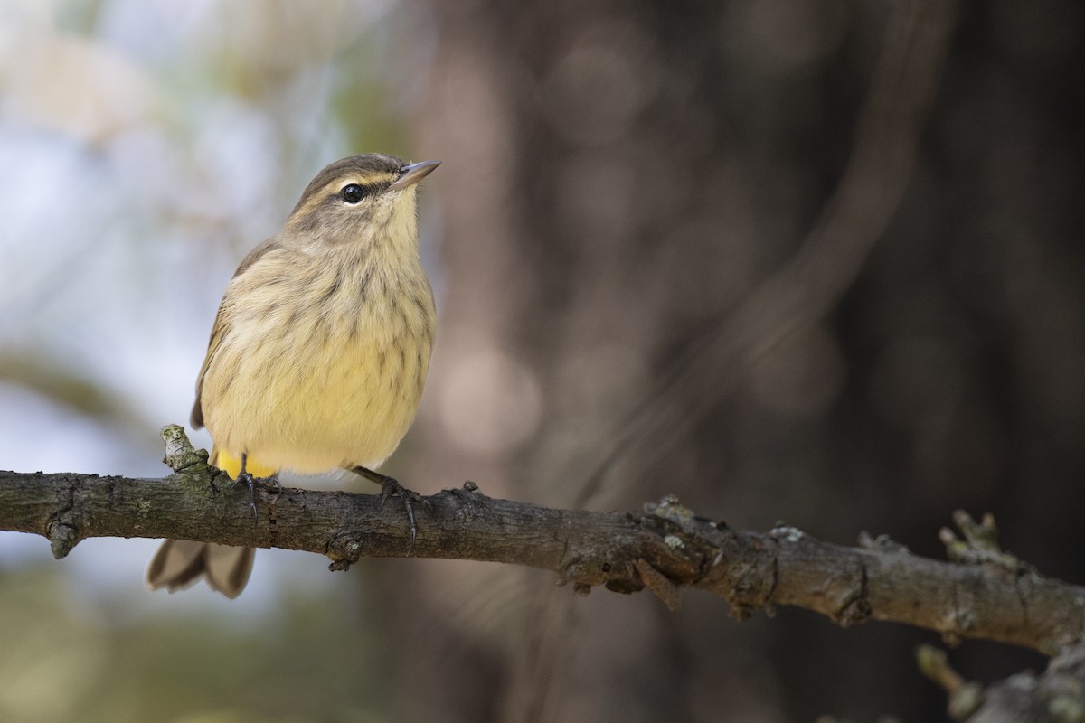 Palm Warbler (Western) - ML646456570