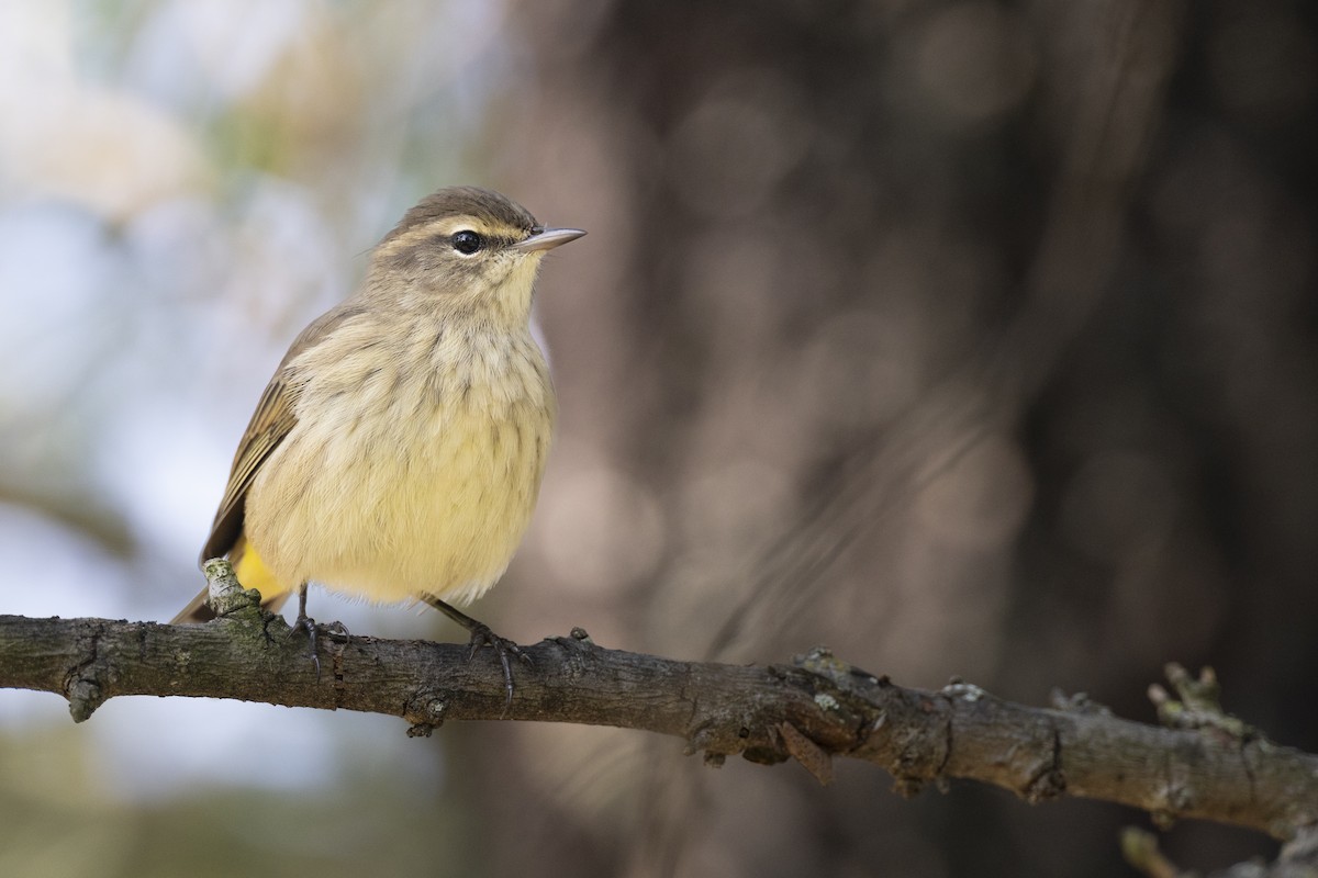 Palm Warbler (Western) - ML646456571