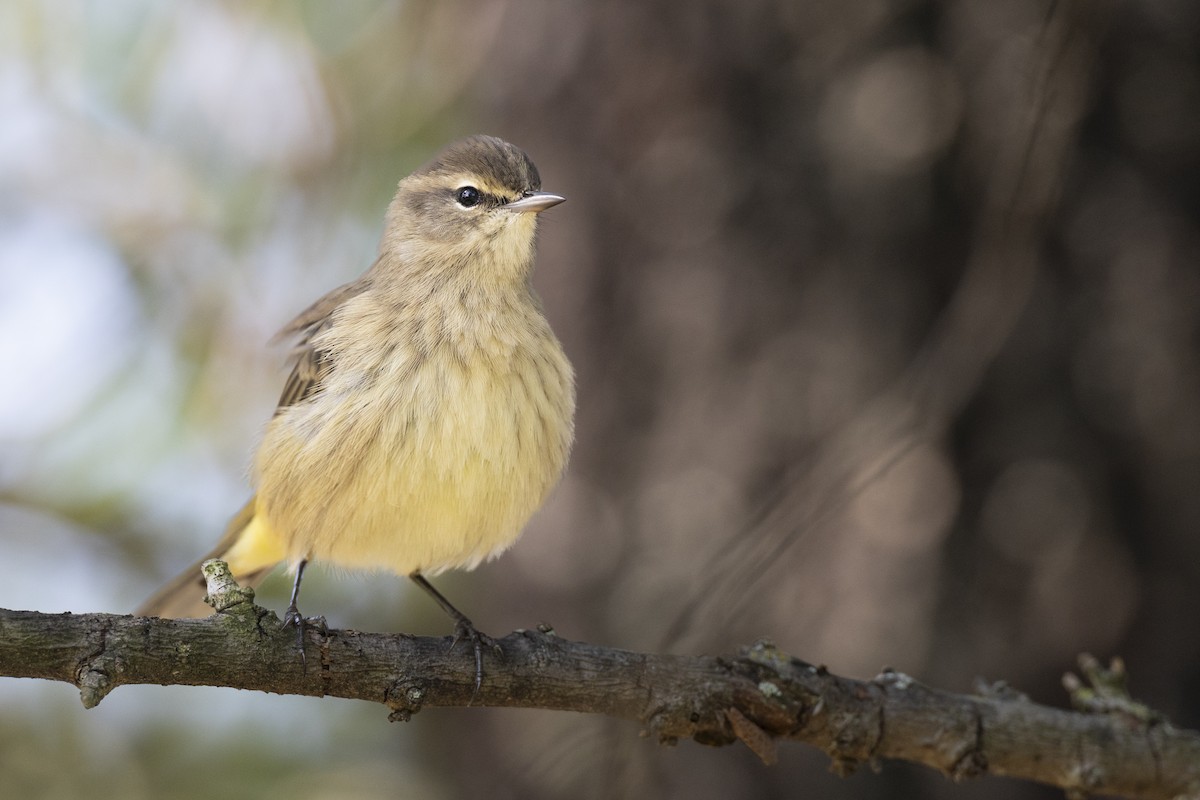 Palm Warbler (Western) - ML646456572