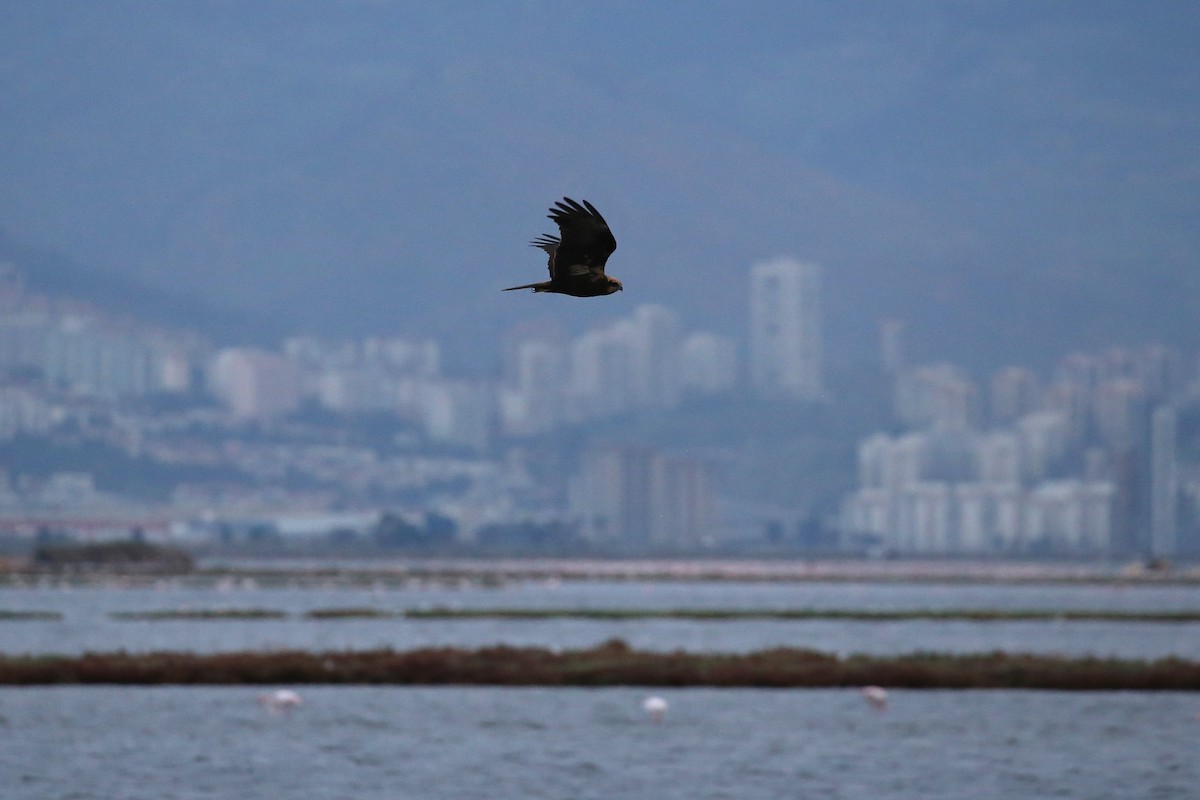 Western Marsh Harrier - ML646456574