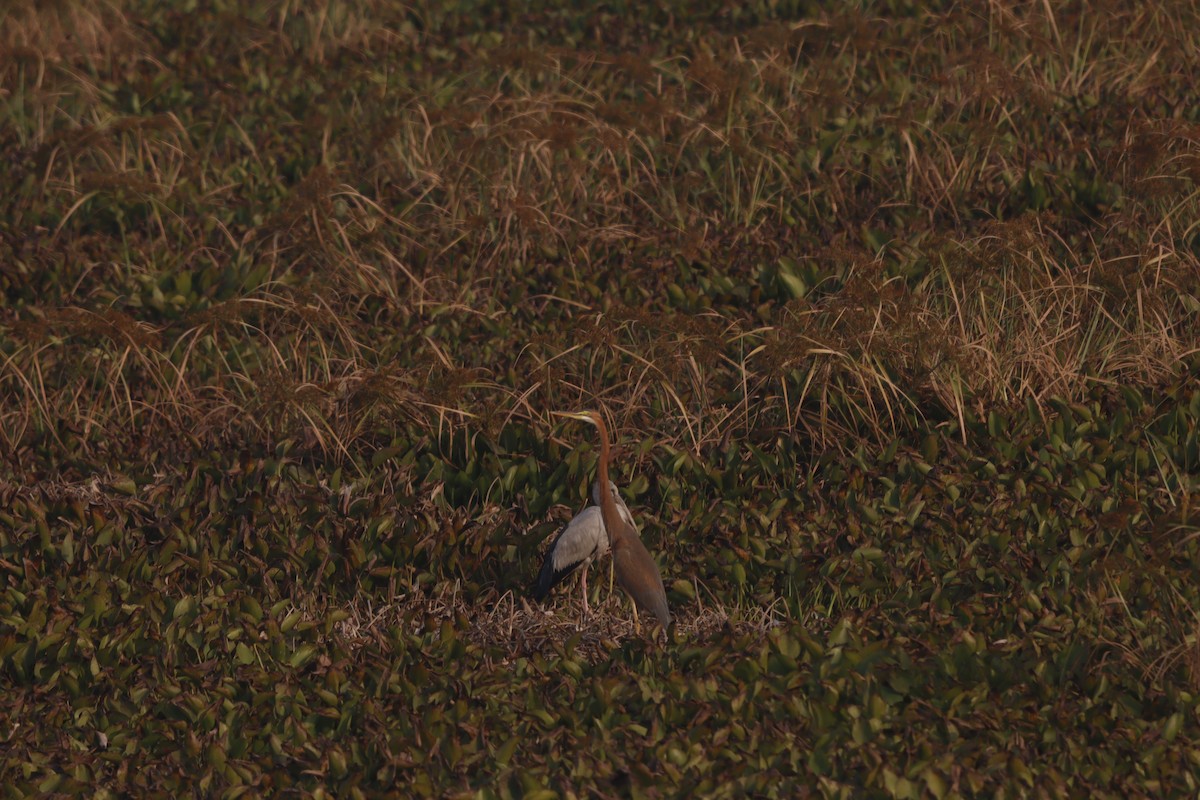 Purple Heron - ML646456578