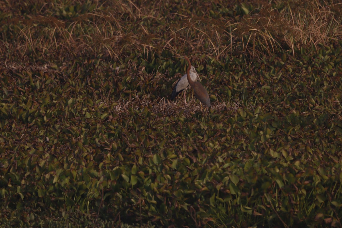 Purple Heron - ML646456579