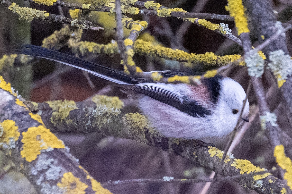 Long-tailed Tit - ML646456581