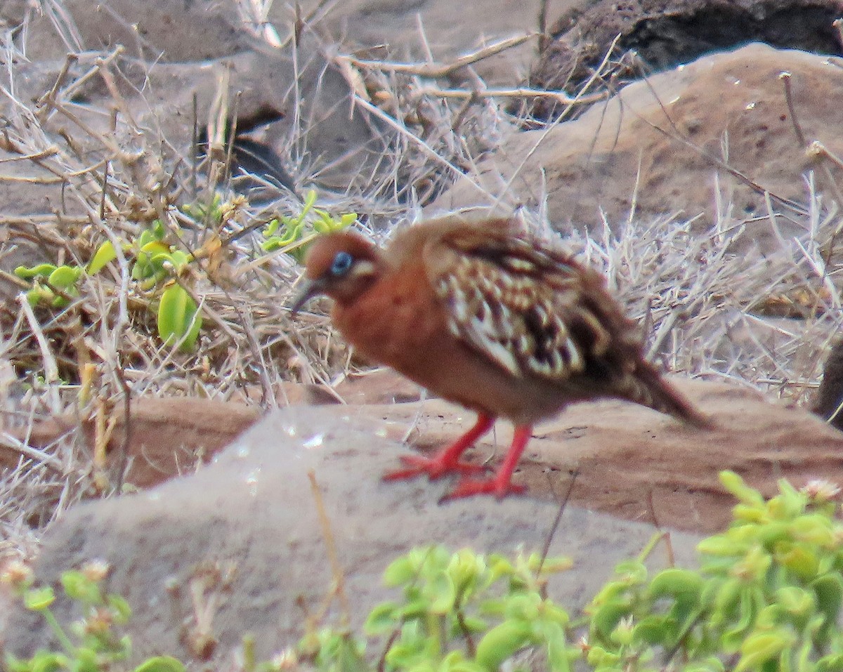Galapagos Dove - ML646456582