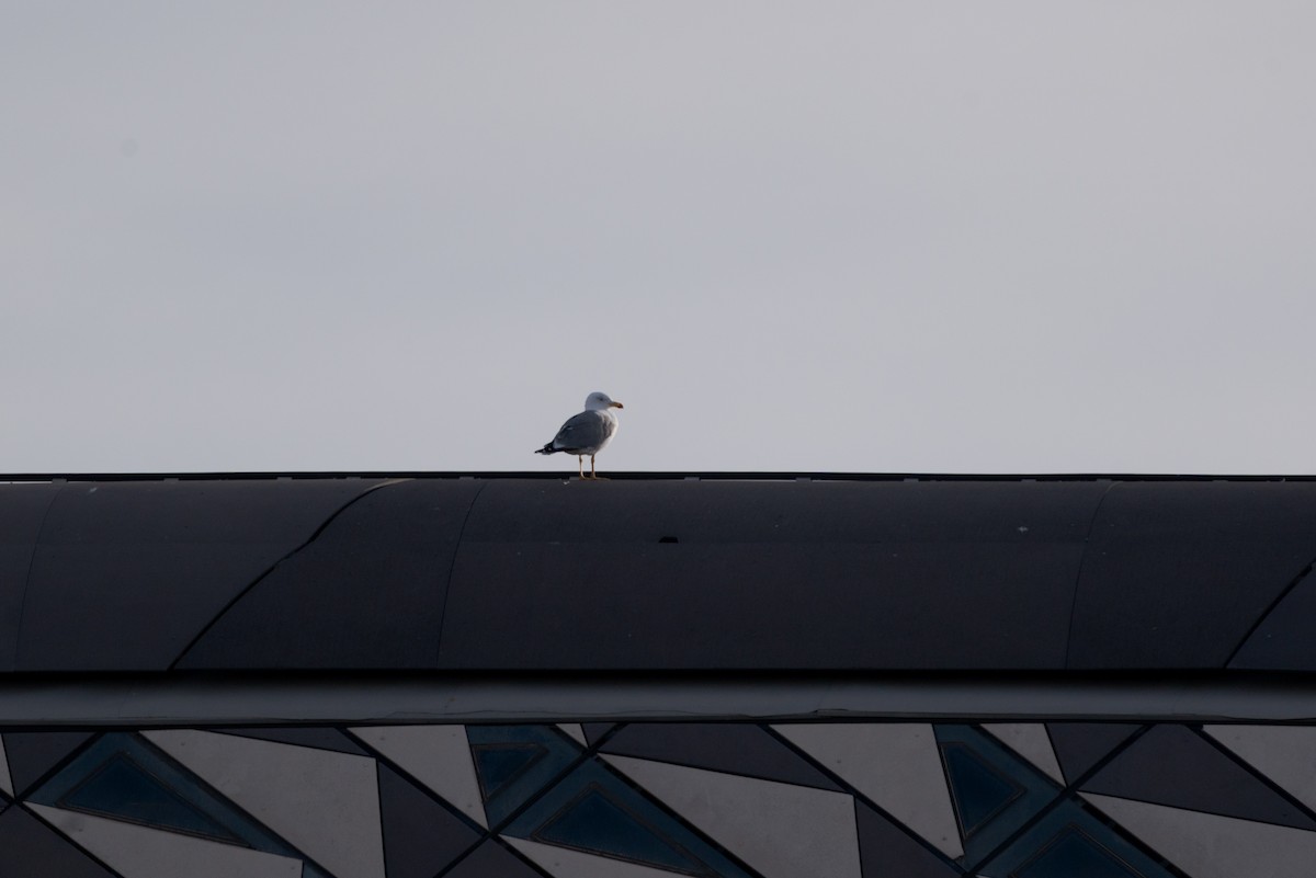 Yellow-legged Gull - ML646456583
