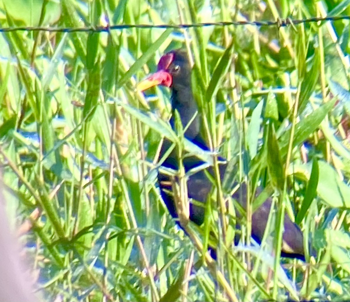 Wattled Jacana - ML646456584