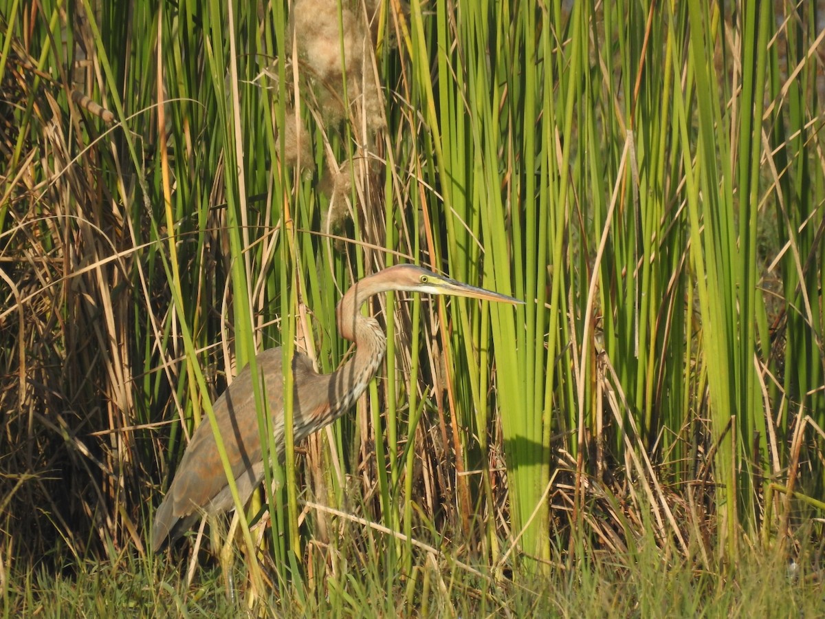 Purple Heron - ML646456585