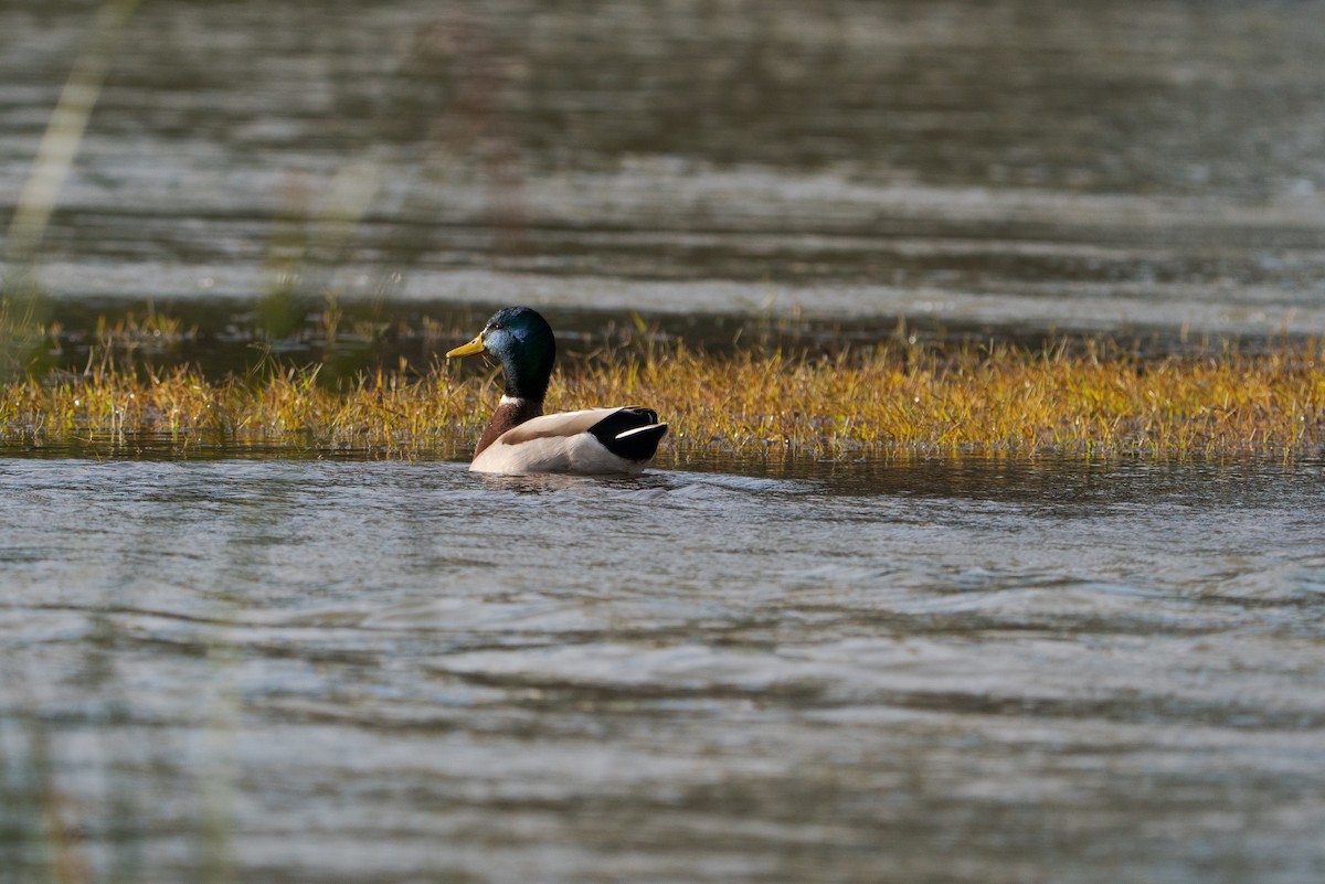 Mallard - ML646456586