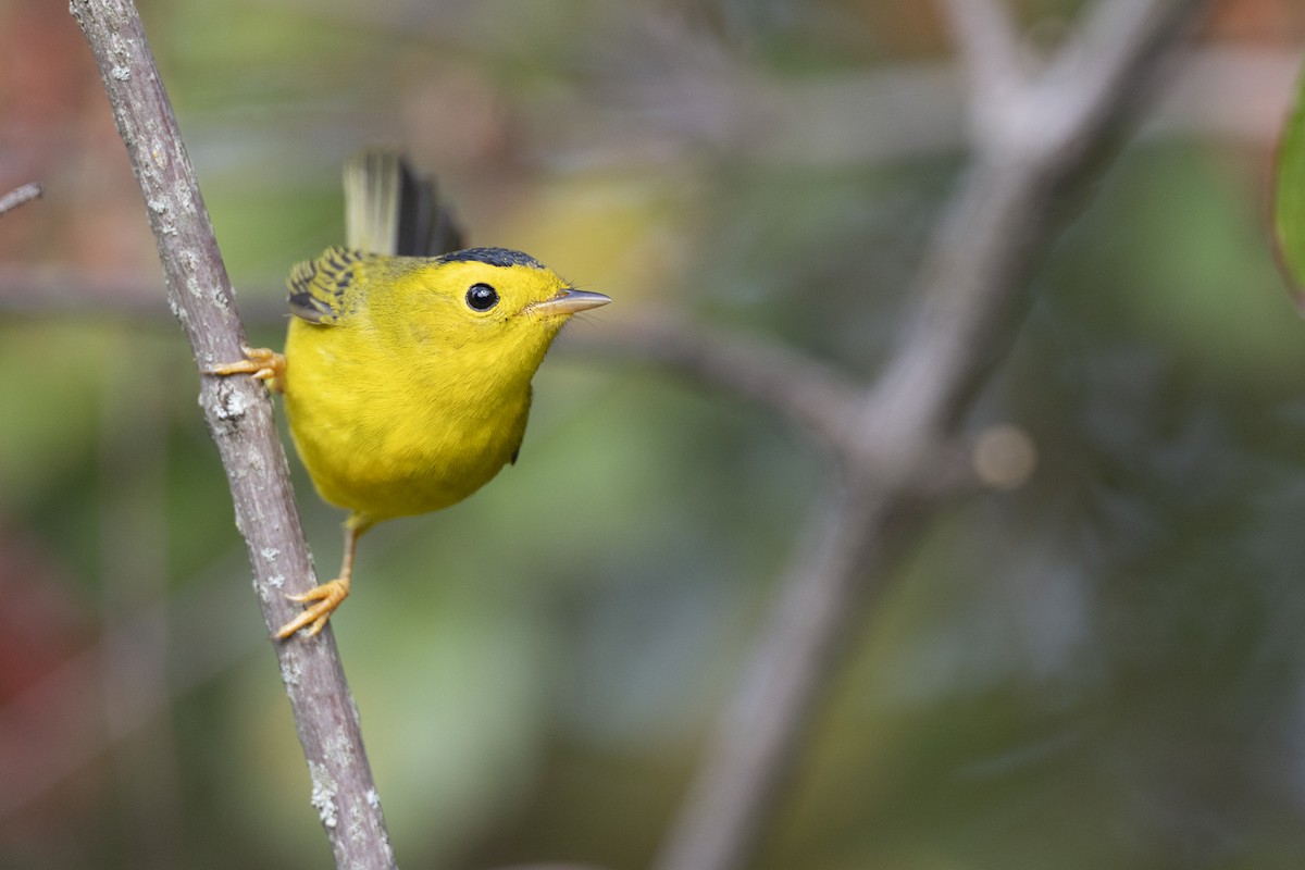 Wilson's Warbler - ML646456587