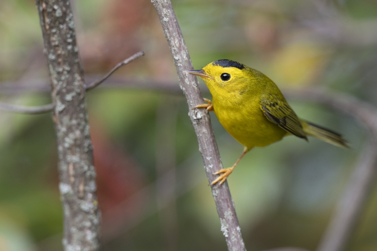 Wilson's Warbler - ML646456588