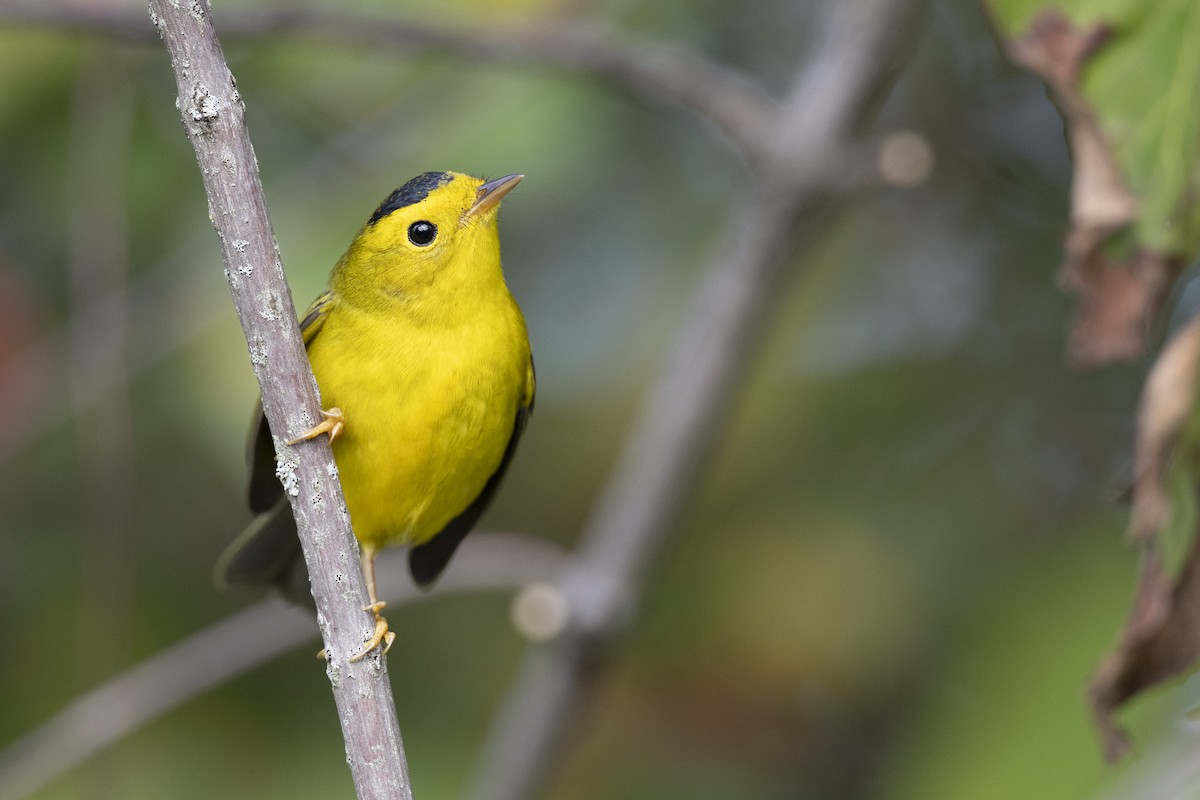 Wilson's Warbler - ML646456589
