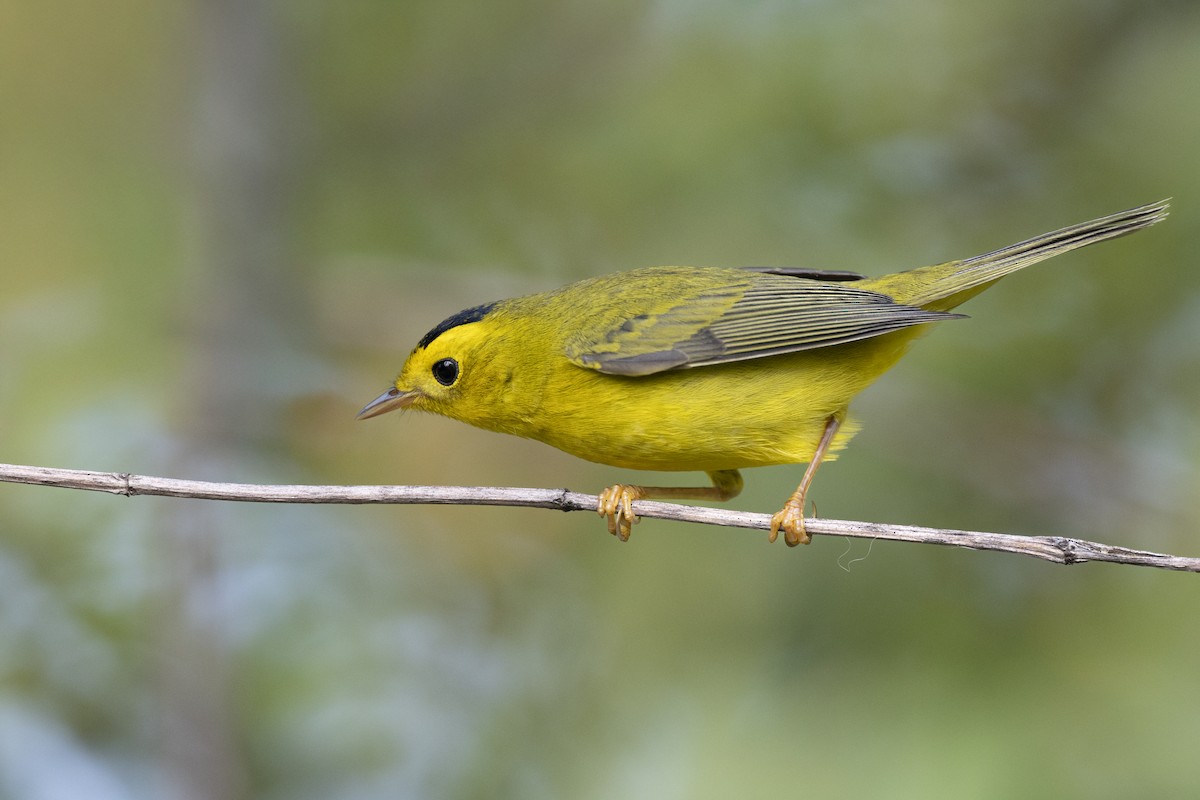 Wilson's Warbler - ML646456590